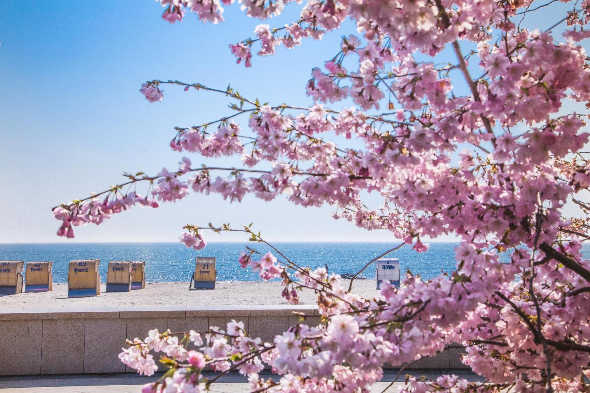 Pink Und Meer - Meerblick, Sauna, Kamin & Whirlpool Baabe Extérieur photo